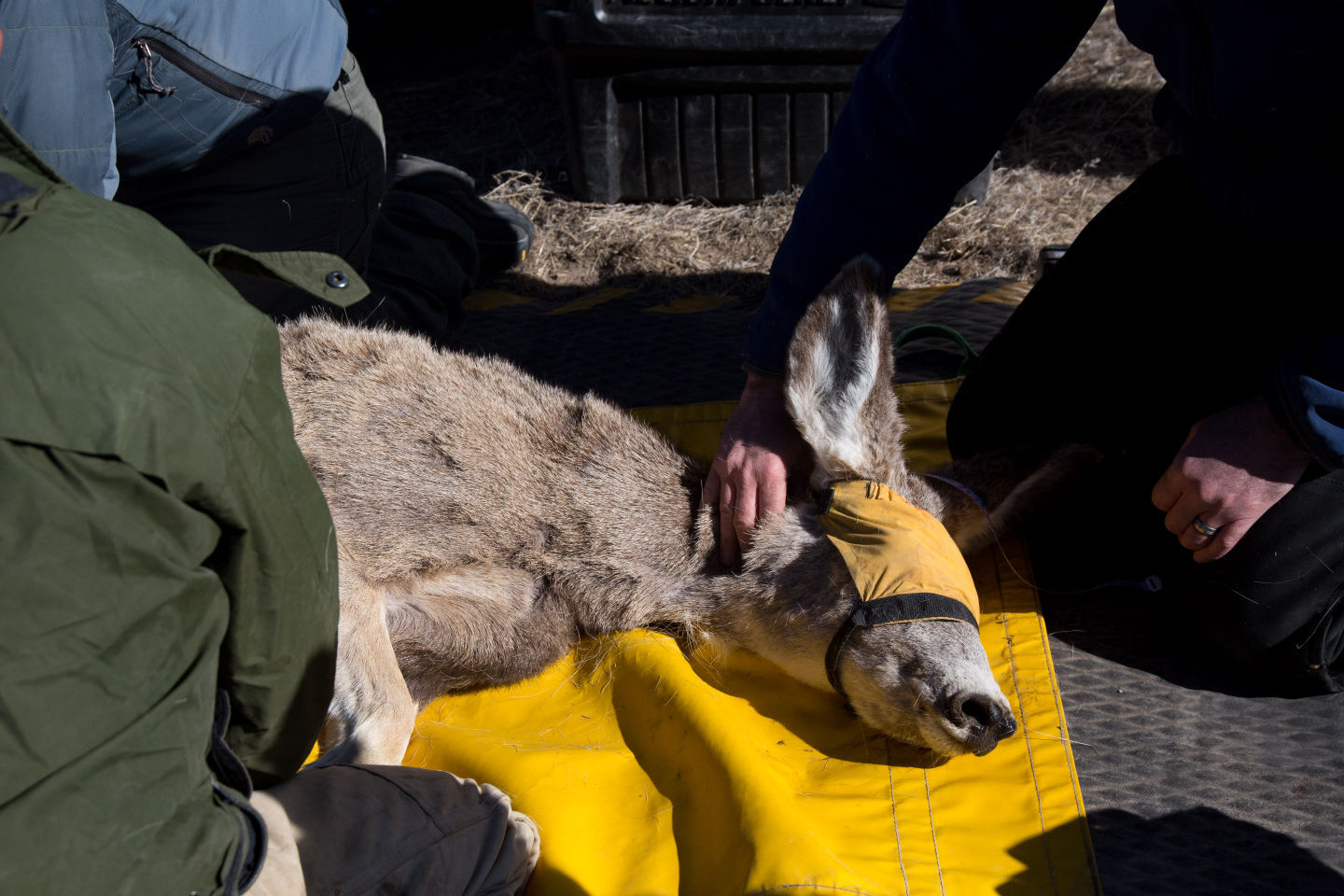 Deer Collaring Study